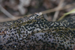 Jackrogersella cohaerens