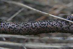 Jackrogersella cohaerens