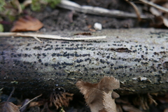 Jackrogersella cohaerens