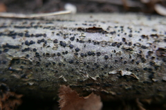 Jackrogersella cohaerens