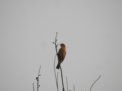 Ploceus philippinus