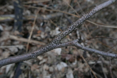 Jackrogersella cohaerens