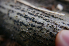 Jackrogersella cohaerens