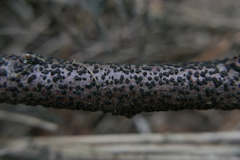 Jackrogersella cohaerens