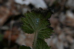 Aleyrodinae