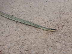 Drymobius margaritiferus