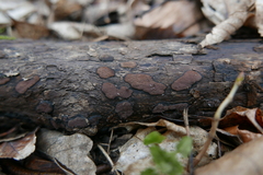 Hypoxylon petriniae
