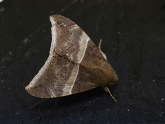 Ophisma
