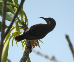 Cinnyris bifasciatus