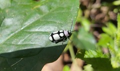 Omophoita octoguttata