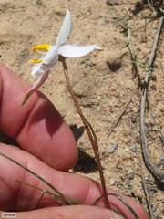 Cyanella alba alba