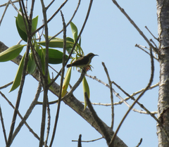 Cinnyris bifasciatus
