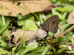 Hermeuptychia harmonia