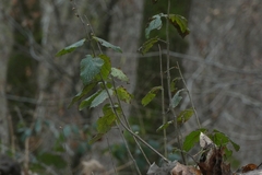 Teucrium scorodonia
