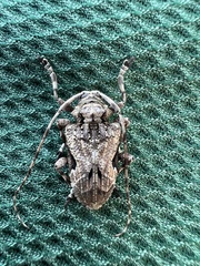 Lagocheirus araneiformis