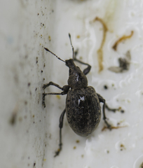 Liophloeus tessulatus