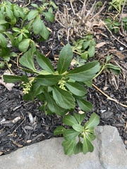 Pachysandra