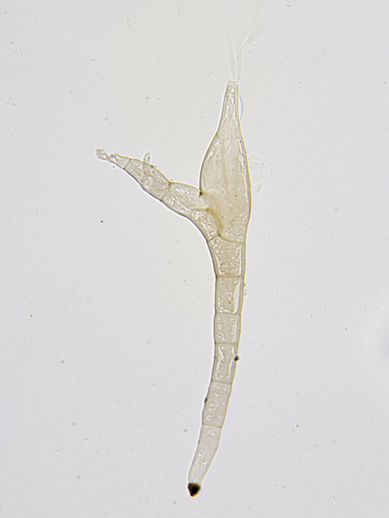 Laboulbenia heteroceri
