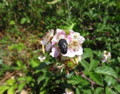 Oxythyrea funesta