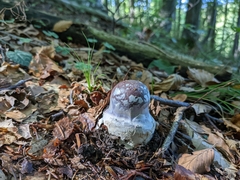 Cortinarius praestans