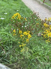 Jacobaea