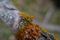 Xanthoriicola physciae