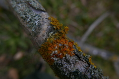 Xanthoriicola physciae