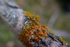 Xanthoriicola physciae