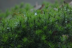 Polytrichum formosum