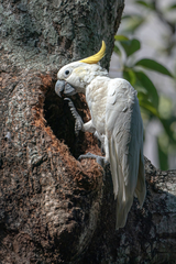 Cacatua sulphurea