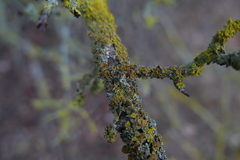 Xanthoriicola physciae