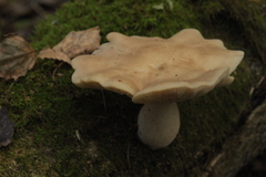 Leucopaxillus