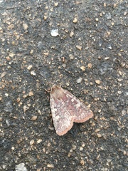 Cerastis tenebrifera