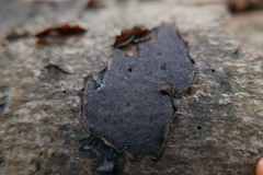 Biscogniauxia nummularia