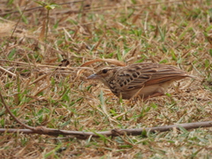 Mirafra javanica