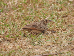 Mirafra javanica