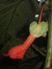 Gesneriaceae
