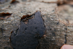 Biscogniauxia nummularia