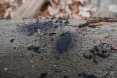 Biscogniauxia nummularia