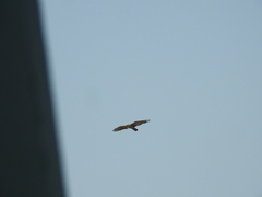 Pernis ptilorhynchus