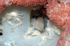 Pleurosicya boldinghi