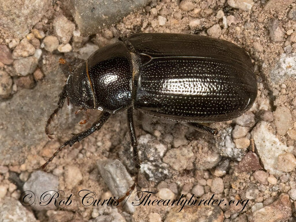 Diplotaxis belfragei