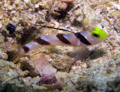 Stonogobiops nematodes