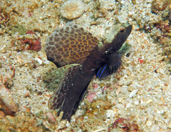 Tomiyamichthys emilyae