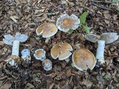 Cortinarius praestans