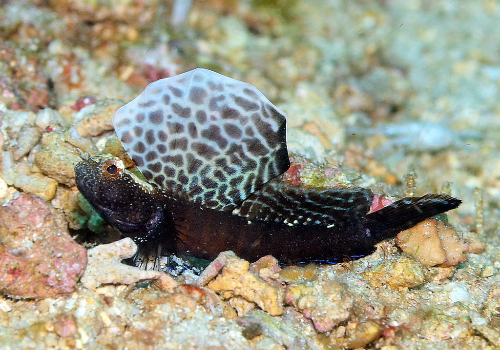 Emily's Shrimpgoby