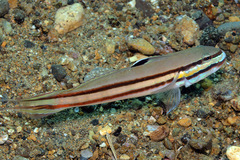 Valenciennea helsdingenii