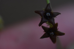 Vincetoxicum versicolor