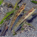 Spangled Shrimpgoby - Photo (c) uwkwaj, some rights reserved (CC BY-NC), uploaded by uwkwaj