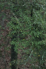 Hedera helix